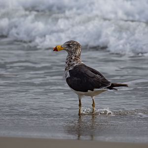 Pacific Gull, 2nd Year
