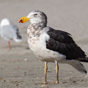 Pacific Gull, 3rd year