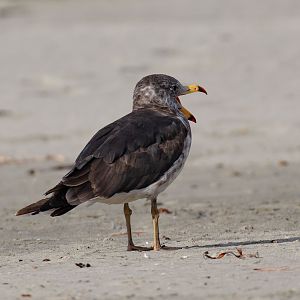 Pacific Gull, 2nd year