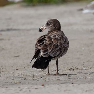 Pacific Gull, 1st year