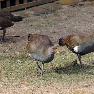 Tasmanian Native Hen