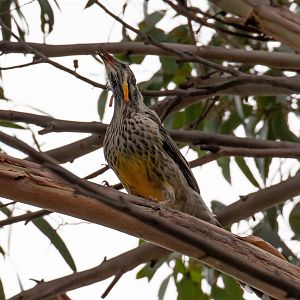 Yellow Wattlebird