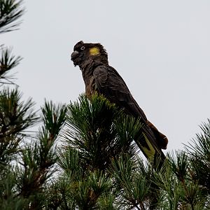 Yellow-tailed Black Cockatoo
