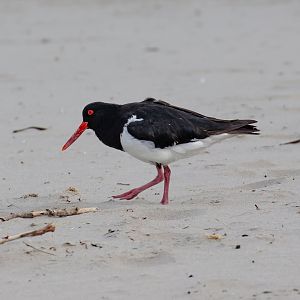 Australian Pied Oystercatcher