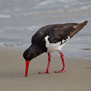 Australian Pied Oystercatcher