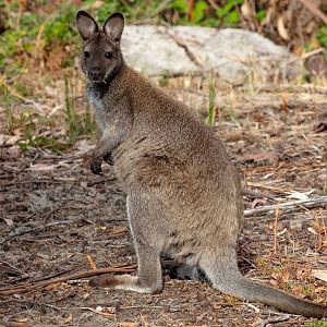 Bennett's Wallaby