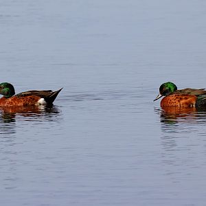 Chestnut Teal