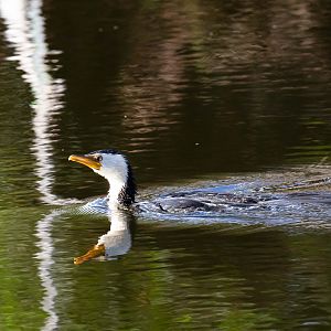 Little Pied Cormorant