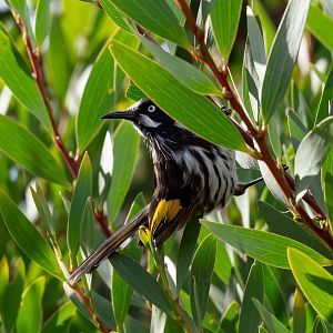 New Holland Honeyeater
