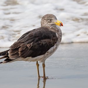 Pacific Gull, 2nd/3rd year