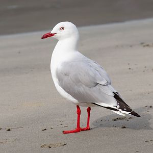 Silver Gull