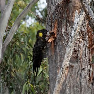 Yellow-tailed Black Cockatoo