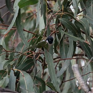 Black-headed Honeyeater