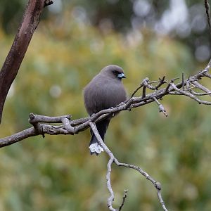 Dusky Woodswallow
