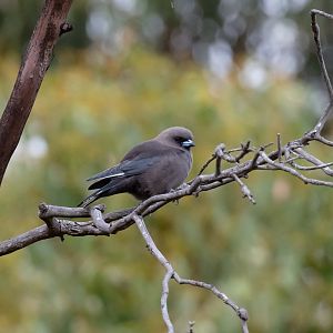 Dusky Woodswallow