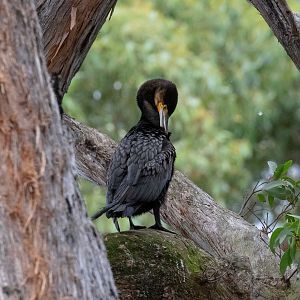 Great Cormorant