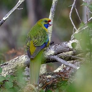 Green Rosella