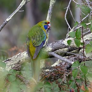 Green Rosella