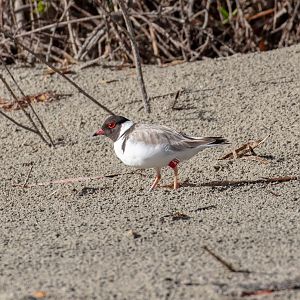 Hooded Plover