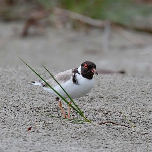 Hooded Plover