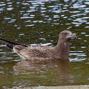 Pacific Gull juvenile