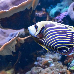 Emperor Angelfish