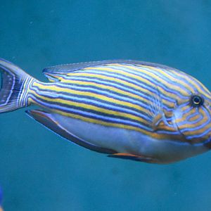 Lined Surgeonfish