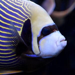 Emperor Angelfish