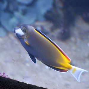 Japan Surgeonfish