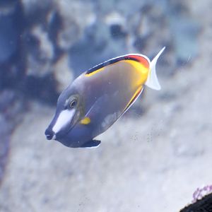 Japan Surgeonfish