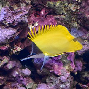 Yellow Longnose Butterflyfish