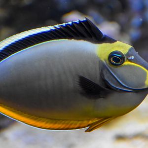 Orangespine Unicornfish
