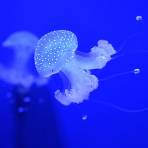 White-spotted Jellyfish