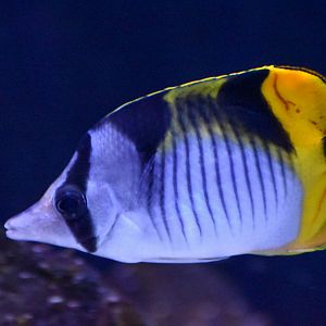 Blackwedged Butterflyfish