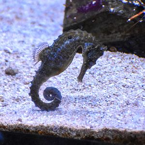 White's Seahorse