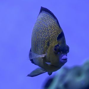 Goldflake Angelfish