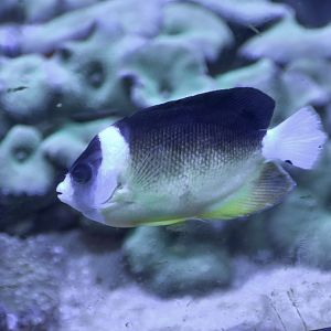Abe's Angelfish