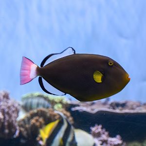 Pinktail Triggerfish