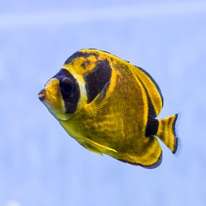 Raccoon Butterflyfish