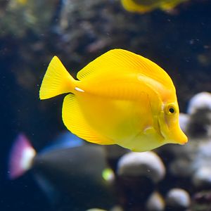 Yellow Tang
