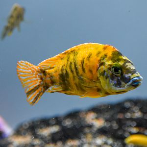Peacock Cichlid