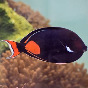 Achilles Tang
