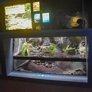 Hawaiian freshwater tank