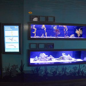 Pipefish, seahorse and sea dragon tanks