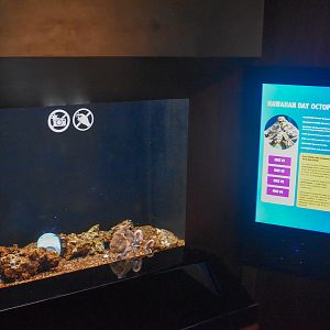 Octopus tank