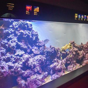 Reef tank