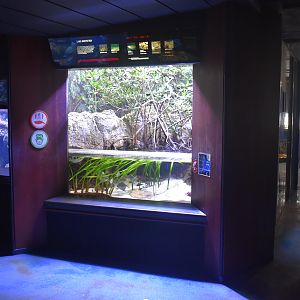 Mangrove tank