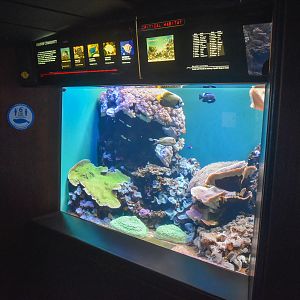 Reef tank