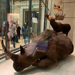 Theodore Roosevelt's Northern White Rhino