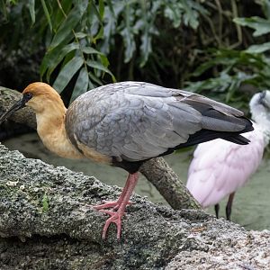 Black-faced Ibis